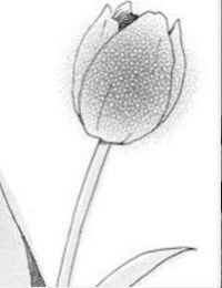 Makka Na Tulip Wo Kimi Ni